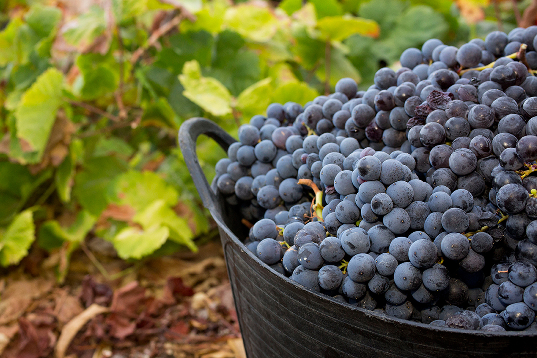El Cabildo abre el plazo de solicitud para la subvención a la producción de variedades tradicionales de uva